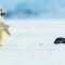 Polar bear cub is surprised by a seal – Snow Bears: Preview – BBC One