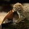 World’s smallest cat 🐈- BBC