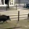 Pigs Are Taking Over the Streets of Paris